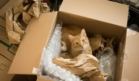 Umzug mit Katze - 12 Tipps