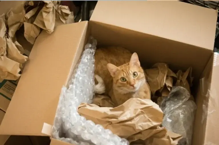 12 Tipps, die der Katze den Umzug erleichtern