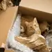 12 Tipps, die der Katze den Umzug erleichtern