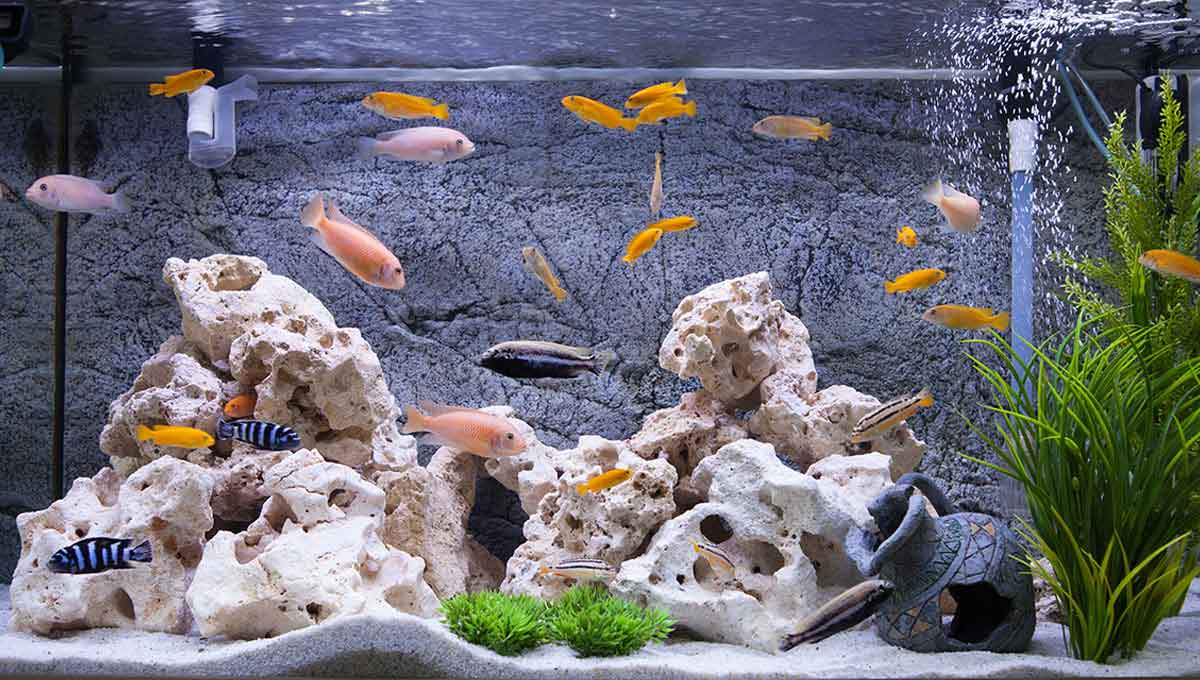 Viele bunte Fische schwimmen in einem Aquarium mit einer Koralle